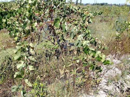 Imagen 16 de 25 de Venta De Finca 14 Ha En Producción - San Rafael Mendoza