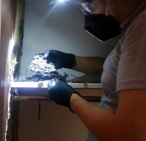 Imagen 4 de 10 de Especialistas Control Termitas Comejen Polilla (fumigación)