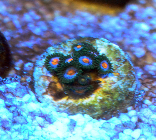 Zoanthus Frostbite 3 Pólipos
