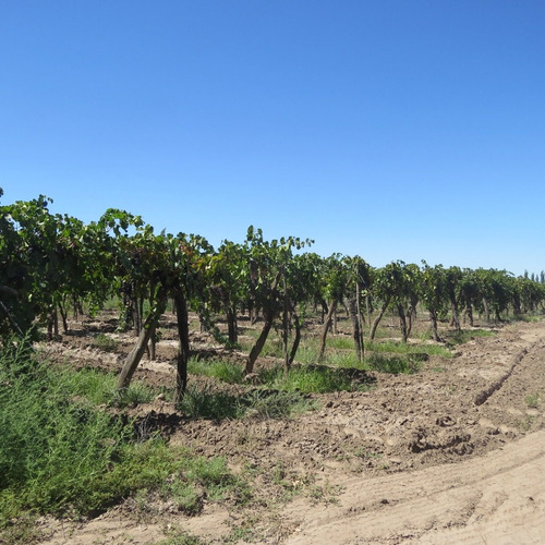 Imagen 7 de 14 de Vendo Finca 20 Hectareas Con Produccion De Viñedos Atuel Norte-san Rafael