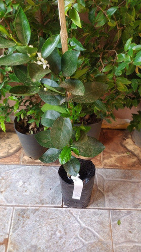 Imagem 1 de 5 de Mudas Frutíferas Enxertada