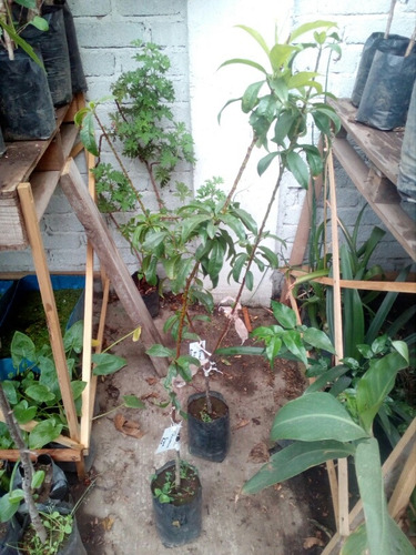 Imagen 5 de 6 de Durazno Dona Rojo ( Planta ) 1.20 M Platycarpa Paraguayo /1