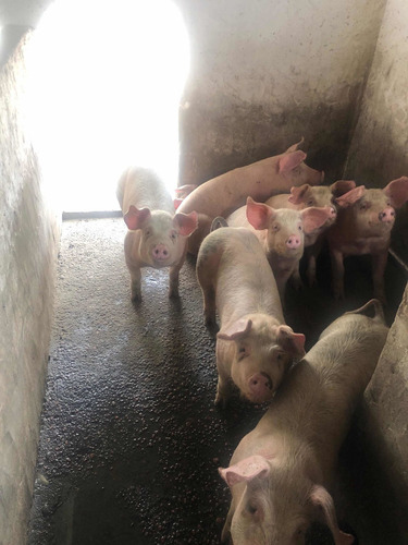 Imagen 4 de 8 de Lechones, Chanchas, Chanchos, Padrillos.