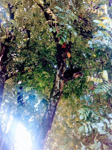 Chácara A Venda No Bairro Jardim Gramado - 2000m² - 1340