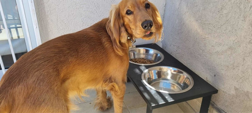 Imagen 6 de 6 de Comedero Doble Perros En Altura De Acero Mediano Modelo Net