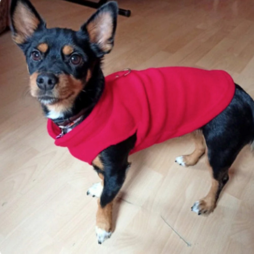 Roupa Pet-fleece- Bulldog Francês- Cães Pequeno Porte Tam Xl