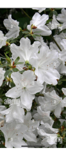 Planta De Exterior Azalea En Maceta Soplada 20 Lts!!
