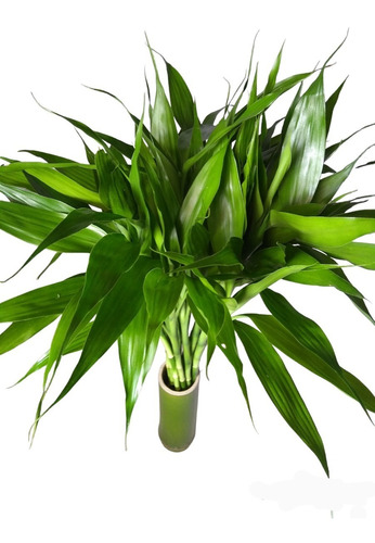 Bambu Da Sorte Natural Com 5 Hastes 40cm+1 Vaso Promoção