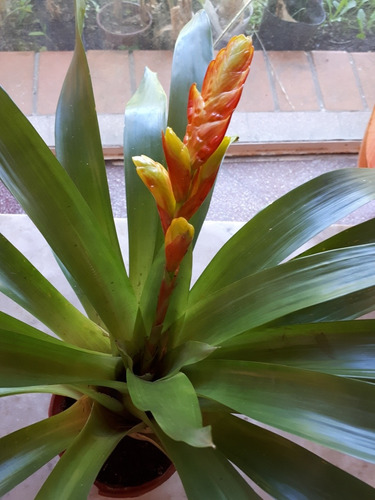 Bromelia Vrisea Tiffany Australiana Exotica !!! En Floracion | MercadoLibre