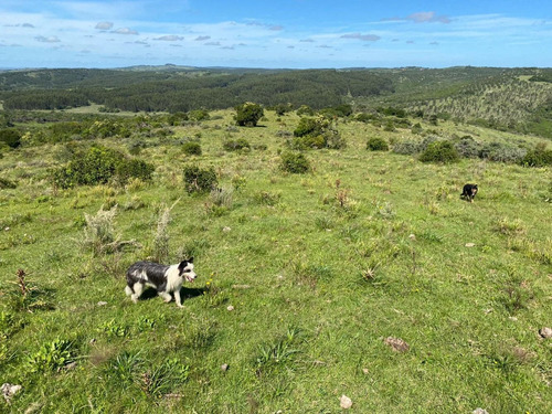 Exclusivo Campo Criador 535hás, Coneat 80. Buen Acceso.