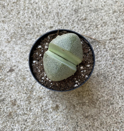 Imagen 3 de 4 de Cactus Piedra Lapidaria Margaratae Lithops