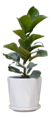 Ficus Lyrata, Planta Para Hogar U Oficina.