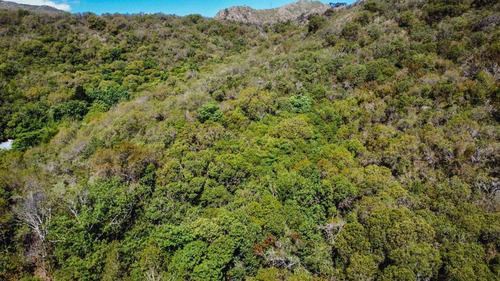 Imagen 9 de 28 de Se Venden 148 Ha De Terreno En Cerro Pan De Azúcar