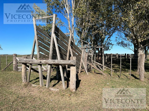 Campo 232,9 Ha Alegre, Partido De General Paz. Buenos Aires.