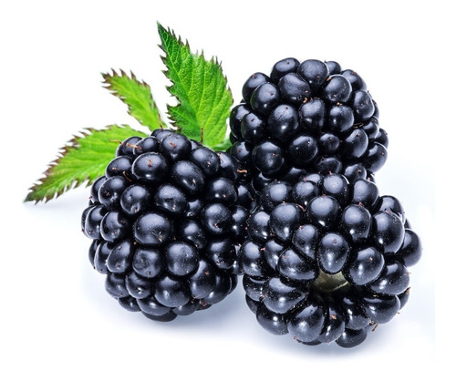 Moras Distintas Variedades / Semillas Organicas 100%