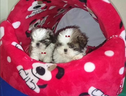 Shitzu Hembra Shih Tzu  Shihtzu Mini 350 Pureza Garantizada