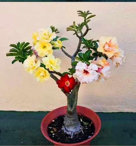 Adenium Variado