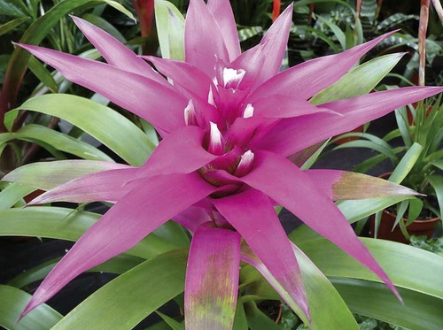 50 Semillas De Bromelia Rosa