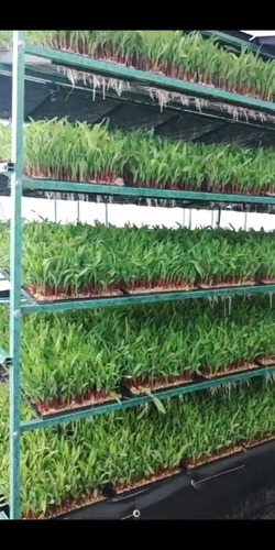 50 Charolas Para Fvh Forraje Verde Hidropónico