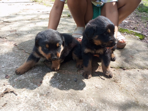 Cachorros Rottweiler 