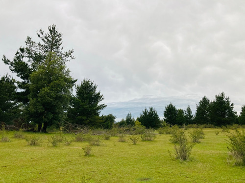 Sitio De 8 Ha Con 3 De Eucaliptus, En Sector Coreo-quilleco