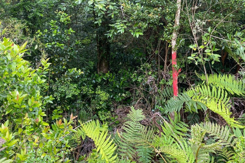 Parcela Con Bosque Nativo Exclusivo Condominio Los Arrayanes
