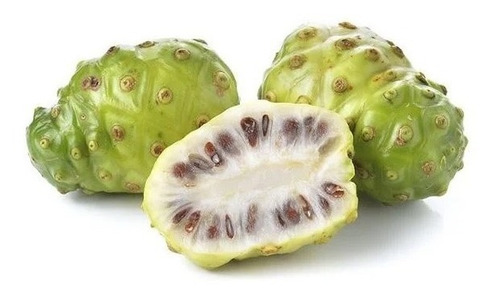 Muda De Noni - Fácil Plantio