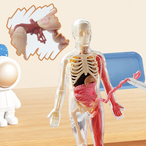 Kit De Quebra-cabeça De Corpo Humano, Adereços De Ensino,