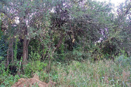 Imagen 7 de 14 de Venta De Terreno En Carpintería Calle Las Mandiocas Mts 1791