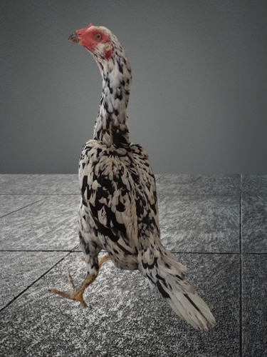 Galos Indio Shamo (ovos Galados)