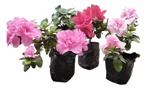 3 Mudas Sortidas De Azaléias Flores Dobradas