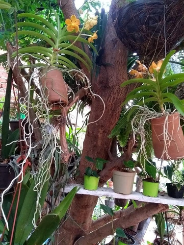 Imagen 4 de 4 de Orquidea Vanda En Floracion Planta Exotica