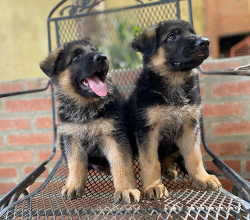 Cachorros De Pastor Alemán