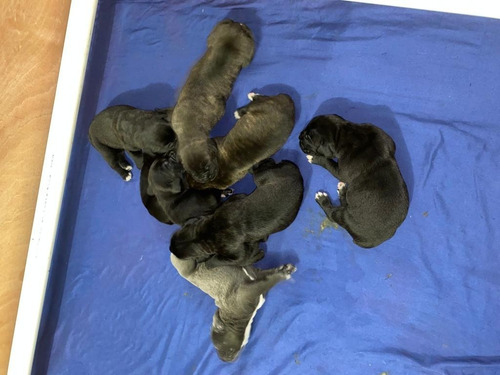 Imagen 3 de 7 de Cane Corso Camada Nueva