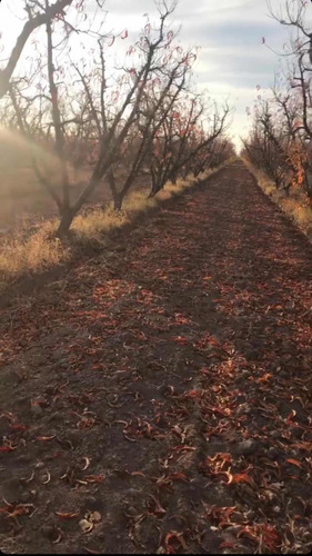 Finca 12,hectáreas,6hs Ciruela,5 Durazno De Fabrica