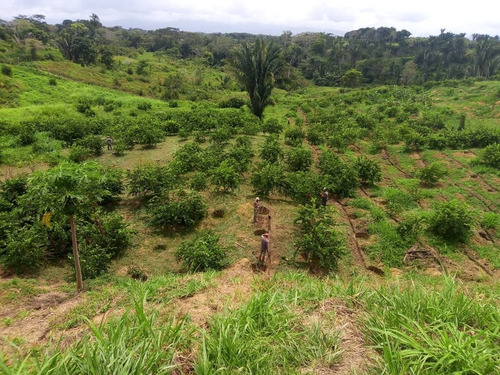 Imagen 2 de 19 de Finca De Limon Caucagua Miranda Sector Rio Negro Municipio Acevedo