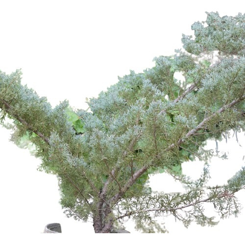 Conífera Juníperus Pfitzeriana Glauca