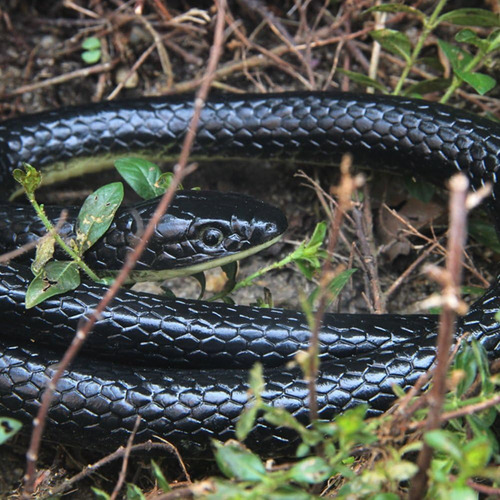 Qienjoy Juguete De Serpiente Falsa De Goma Realista De 2024