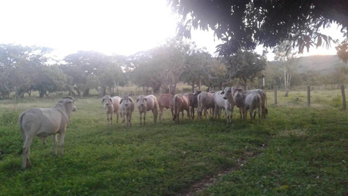 Imagen 6 de 9 de Finca En Sector Madre Vieja, Barinas