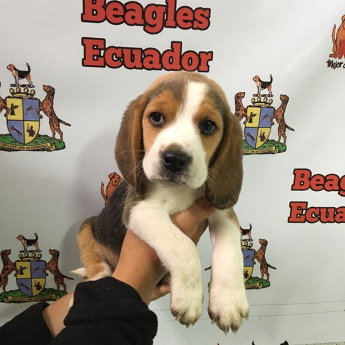 Imagen 1 de 5 de Cachorros Beagle