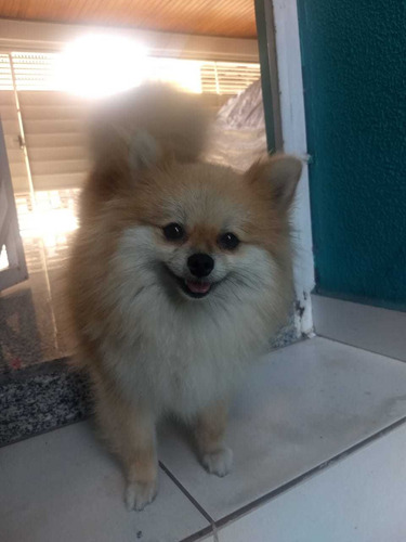 Filhotes Spitz Alemão Para Janeiro (ler Descrição)