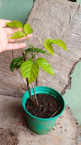 Muda Cipó Tapiá Camptosema Spectabilis - Atrai Polinizadores