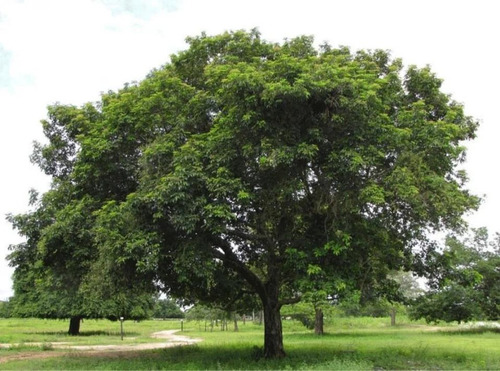 Tarumá, Espina De Bañado ( Citharexylum Montevidense)