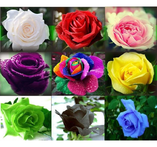 Rosas Exóticas 45 Sementes De 9 Cores Diferentes(5 De Cada)