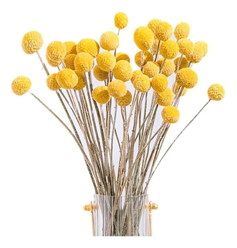 * 40 Unidades De Flores Secas De Craspedia, Bolas De Billy