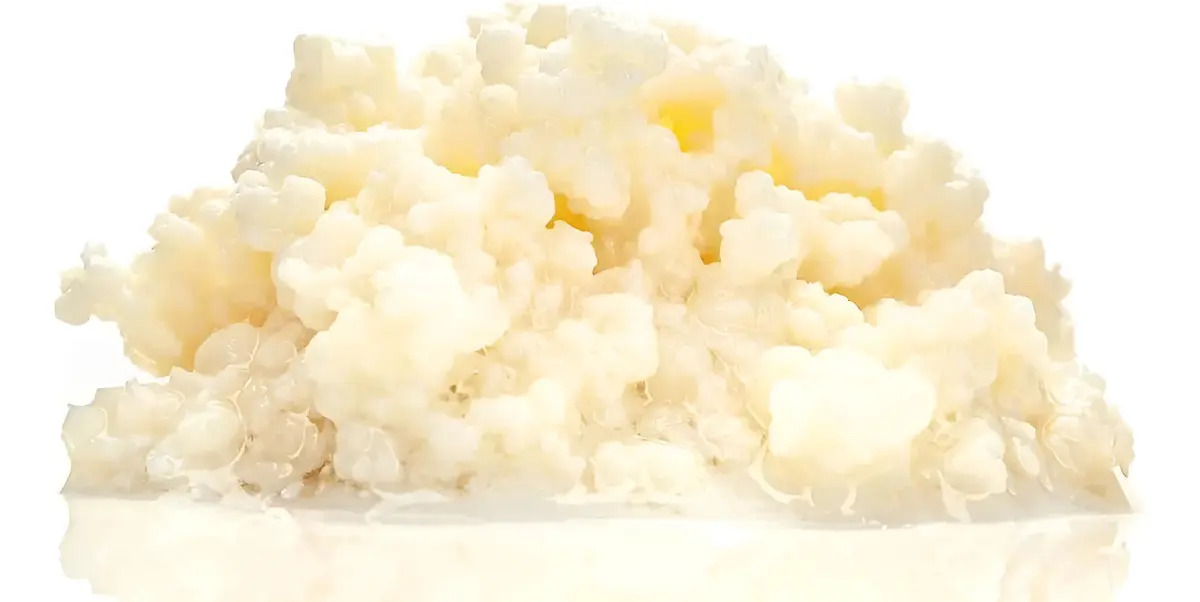 Nodulos Kefir De Leche Bulgaros Frescos. Todo El Pais