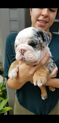 Imagen 1 de 8 de Bulldog Ingles Exotico