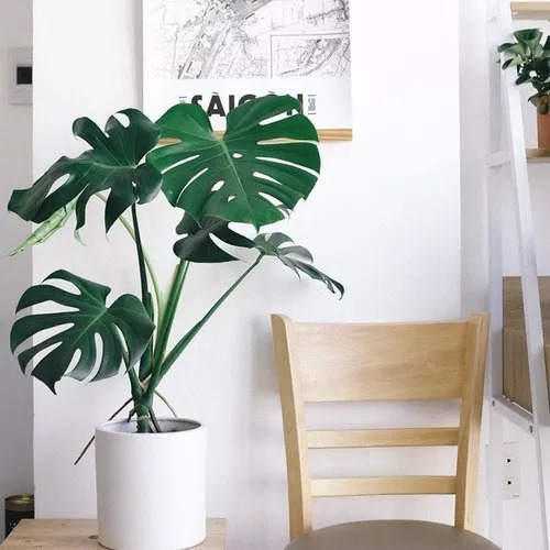 Monstera - Costilla De Adán