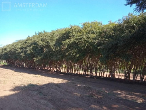 Imagem 17 de 30 de Sitio A Venda Em Limeira - St00005 - 69551023