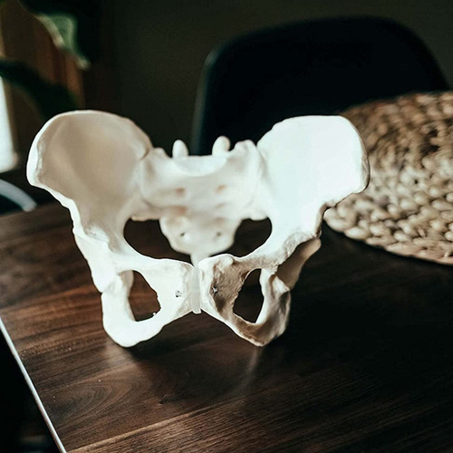 Modelo De Pelvis Femenina De Tamaño Natural, Modelo De Cader